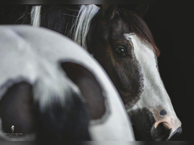 Cob Irlandese / Tinker / Gypsy Vanner Castrone 8 Anni 147 cm Tobiano-tutti i colori in Everett, PA