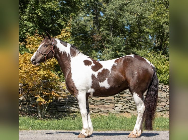 Cob Irlandese / Tinker / Gypsy Vanner Castrone 8 Anni 147 cm Tobiano-tutti i colori in Everett, PA