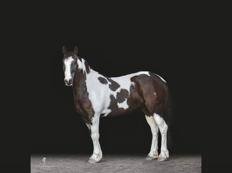 Cob Irlandese / Tinker / Gypsy Vanner Castrone 8 Anni 147 cm Tobiano-tutti i colori in Everett, PA