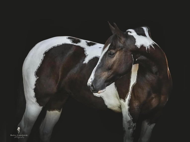 Cob Irlandese / Tinker / Gypsy Vanner Castrone 8 Anni 147 cm Tobiano-tutti i colori in Everett, PA