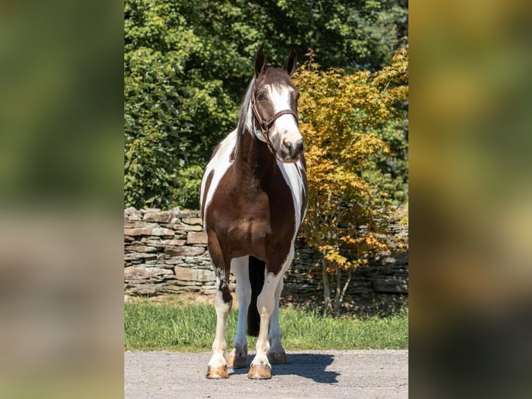 Cob Irlandese / Tinker / Gypsy Vanner Castrone 8 Anni 147 cm Tobiano-tutti i colori in Everett, PA