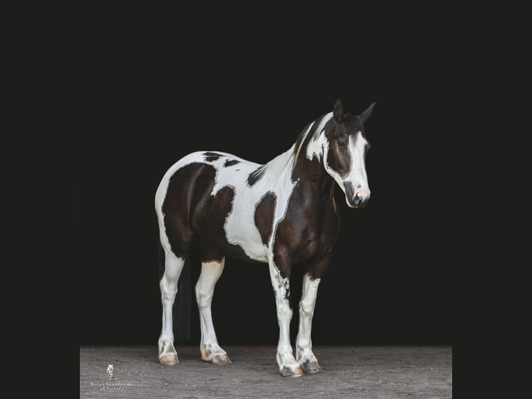 Cob Irlandese / Tinker / Gypsy Vanner Castrone 8 Anni 147 cm Tobiano-tutti i colori in Everett, PA