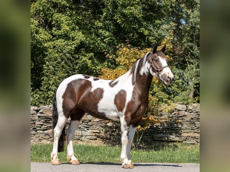 Cob Irlandese / Tinker / Gypsy Vanner Castrone 8 Anni 147 cm Tobiano-tutti i colori in Everett, PA