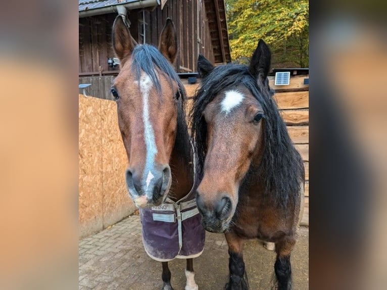 Cob Irlandese / Tinker / Gypsy Vanner Castrone 8 Anni 148 cm Baio scuro in Hofstädten