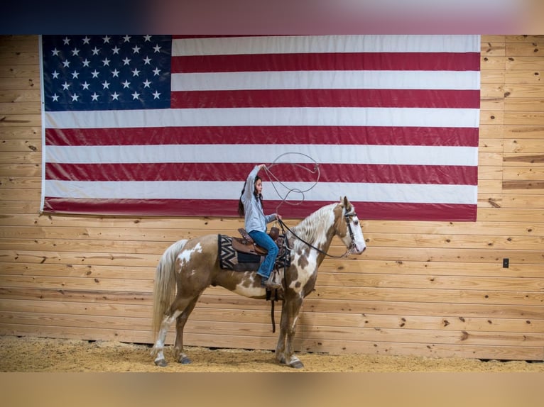 Cob Irlandese / Tinker / Gypsy Vanner Castrone 8 Anni 150 cm Palomino in Millersburg PA