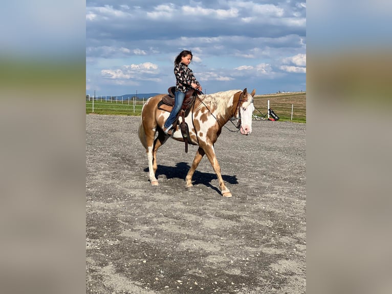 Cob Irlandese / Tinker / Gypsy Vanner Castrone 8 Anni 150 cm Palomino in Millersburg PA