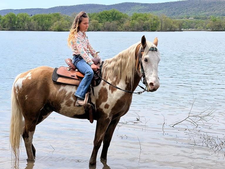 Cob Irlandese / Tinker / Gypsy Vanner Castrone 8 Anni 150 cm Palomino in Millersburg PA