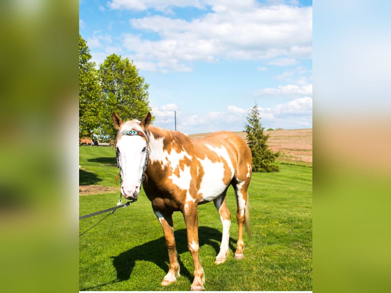 Cob Irlandese / Tinker / Gypsy Vanner Castrone 8 Anni 150 cm Palomino in Millersburg PA