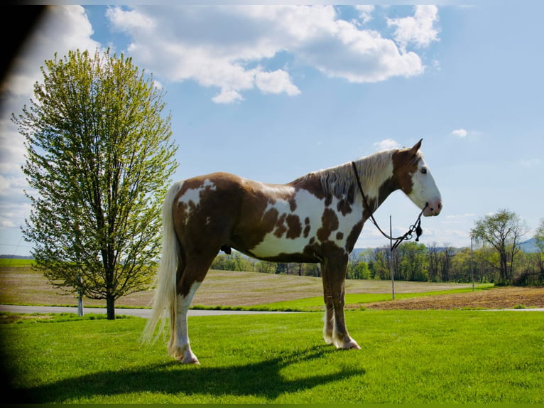 Cob Irlandese / Tinker / Gypsy Vanner Castrone 8 Anni 150 cm Palomino in Millersburg PA