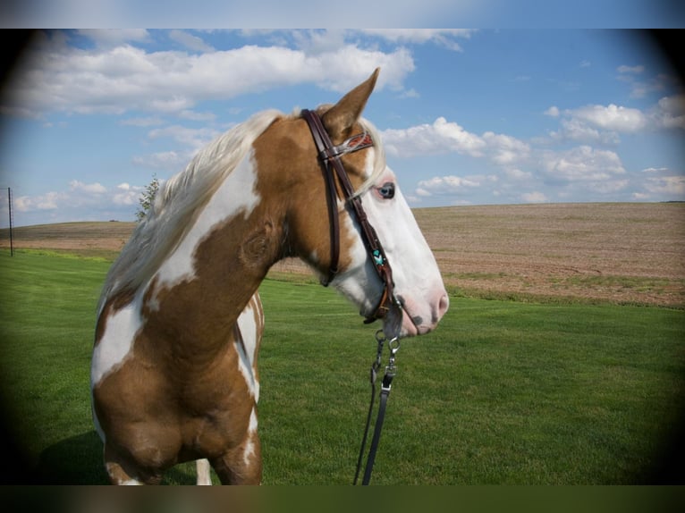 Cob Irlandese / Tinker / Gypsy Vanner Castrone 8 Anni 150 cm Palomino in Millersburg PA