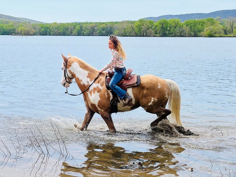 Cob Irlandese / Tinker / Gypsy Vanner Castrone 8 Anni 150 cm Palomino in Millersburg PA