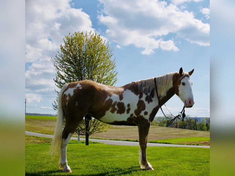 Cob Irlandese / Tinker / Gypsy Vanner Castrone 8 Anni 150 cm Palomino in Millersburg PA