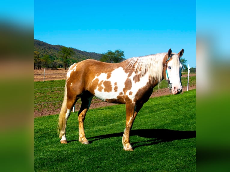 Cob Irlandese / Tinker / Gypsy Vanner Castrone 8 Anni 150 cm Palomino in Millersburg PA