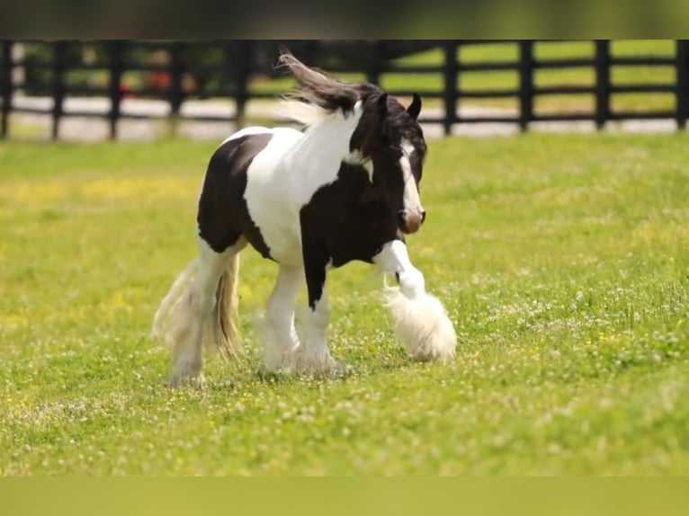 Cob Irlandese / Tinker / Gypsy Vanner Castrone 8 Anni 150 cm in Robards, KY