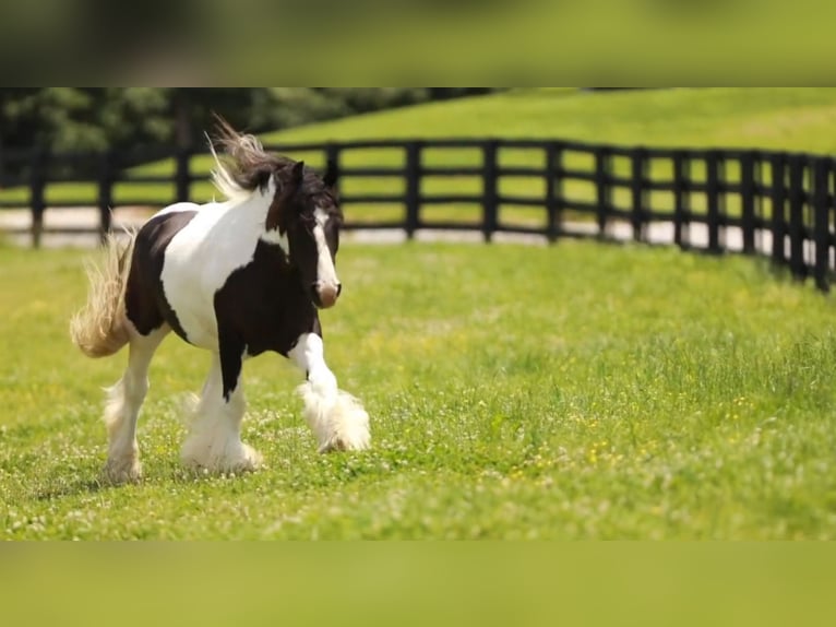 Cob Irlandese / Tinker / Gypsy Vanner Castrone 8 Anni 150 cm in Robards, KY