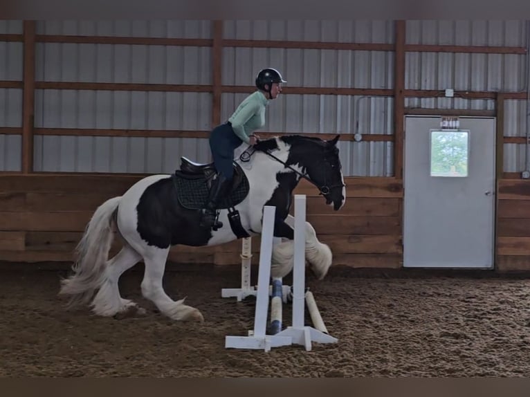 Cob Irlandese / Tinker / Gypsy Vanner Castrone 8 Anni 150 cm in Robards, KY