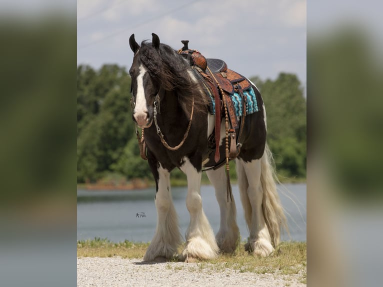 Cob Irlandese / Tinker / Gypsy Vanner Castrone 8 Anni 150 cm in Robards, KY