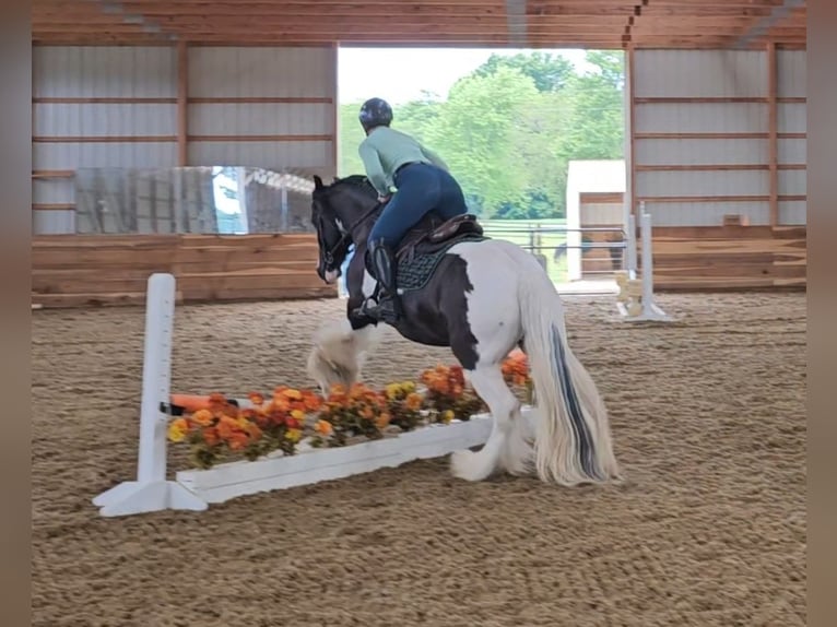 Cob Irlandese / Tinker / Gypsy Vanner Castrone 8 Anni 150 cm in Robards, KY