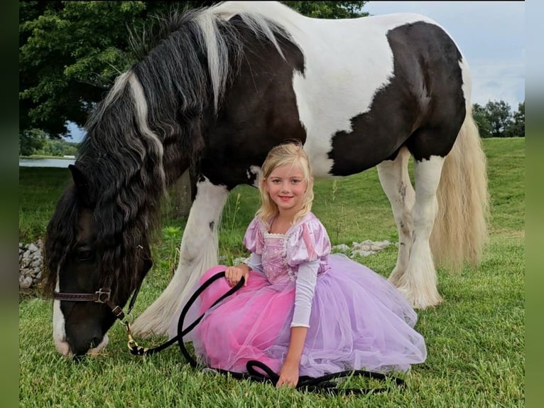 Cob Irlandese / Tinker / Gypsy Vanner Castrone 8 Anni 150 cm in Robards, KY