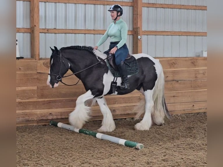 Cob Irlandese / Tinker / Gypsy Vanner Castrone 8 Anni 150 cm in Robards, KY