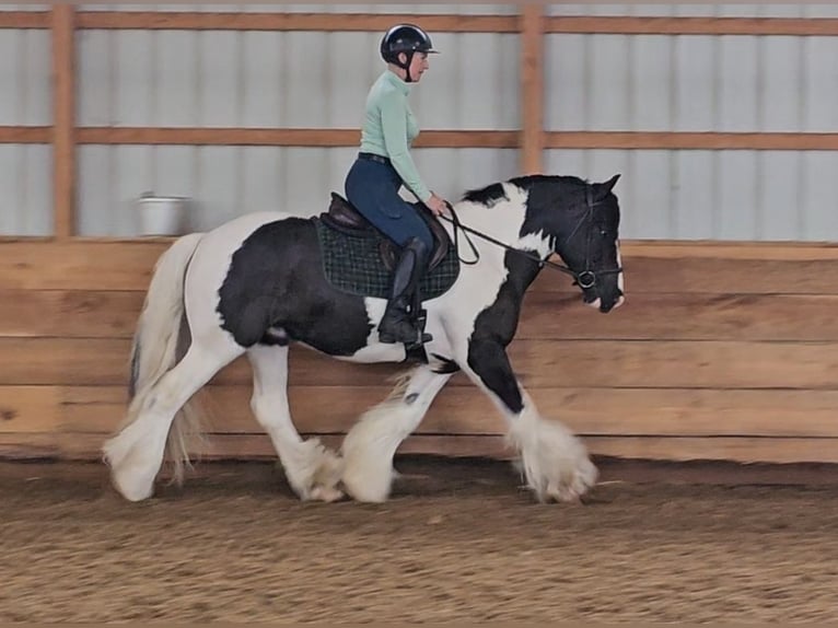 Cob Irlandese / Tinker / Gypsy Vanner Castrone 8 Anni 150 cm in Robards, KY