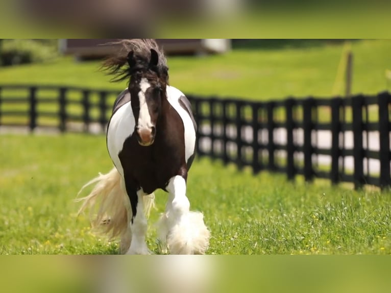 Cob Irlandese / Tinker / Gypsy Vanner Castrone 8 Anni 150 cm in Robards, KY