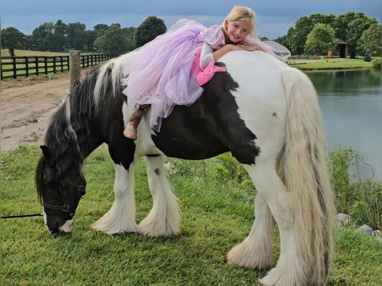 Cob Irlandese / Tinker / Gypsy Vanner Castrone 8 Anni 150 cm in Robards, KY