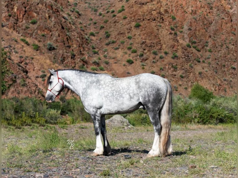 Cob Irlandese / Tinker / Gypsy Vanner Castrone 8 Anni 152 cm Grigio pezzato in Homedale ID