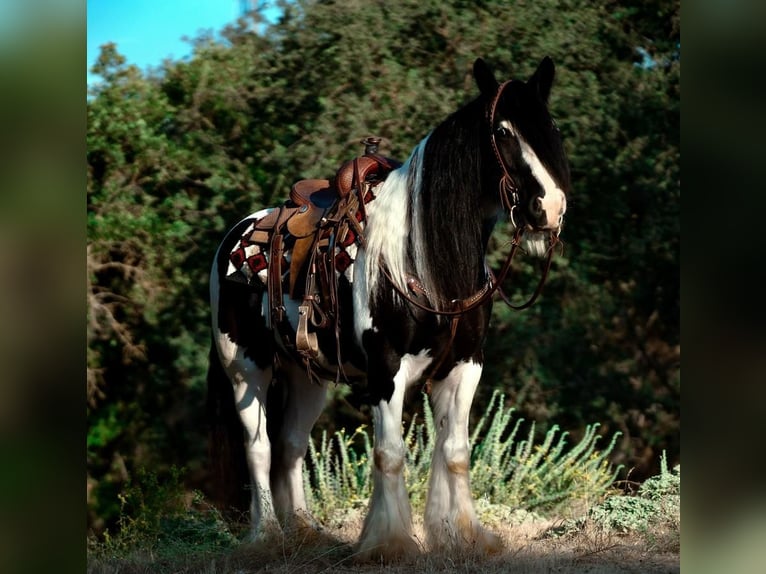 Cob Irlandese / Tinker / Gypsy Vanner Castrone 8 Anni 152 cm in Waterford, CA