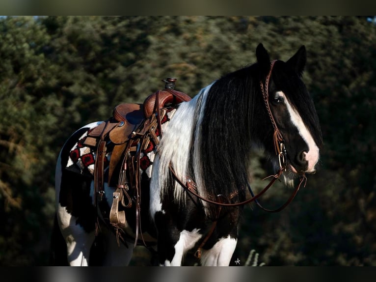 Cob Irlandese / Tinker / Gypsy Vanner Castrone 8 Anni 152 cm in Waterford, CA