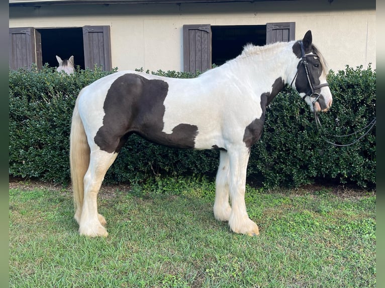 Cob Irlandese / Tinker / Gypsy Vanner Castrone 8 Anni 157 cm Tobiano-tutti i colori in Ocala, FL