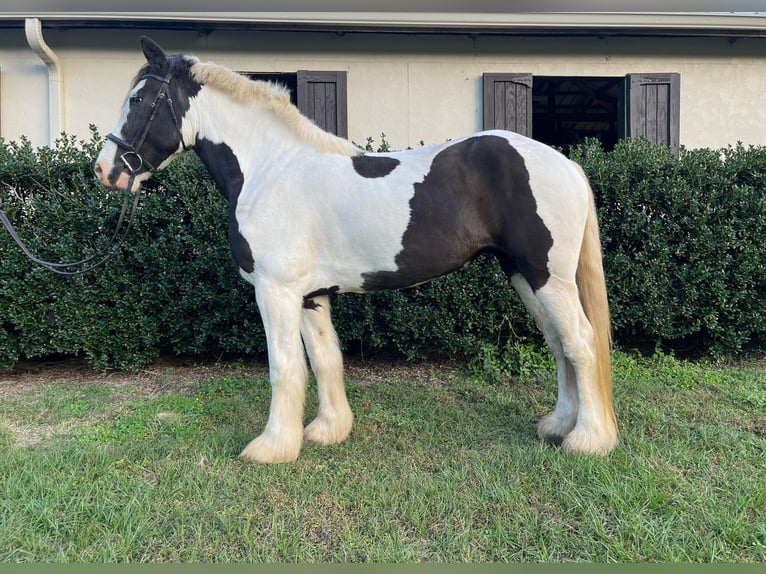 Cob Irlandese / Tinker / Gypsy Vanner Castrone 8 Anni 157 cm Tobiano-tutti i colori in Ocala, FL