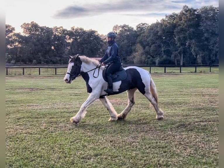 Cob Irlandese / Tinker / Gypsy Vanner Castrone 8 Anni 157 cm Tobiano-tutti i colori in Ocala, FL