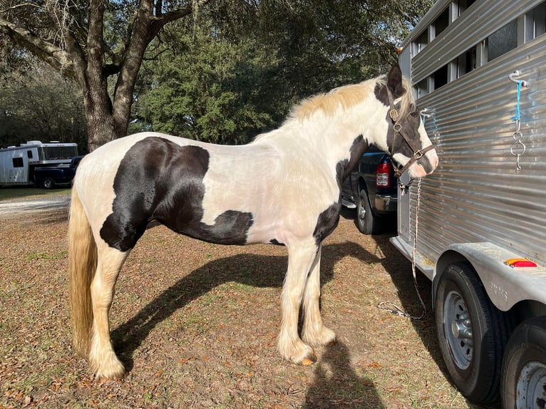 Cob Irlandese / Tinker / Gypsy Vanner Castrone 8 Anni 157 cm Tobiano-tutti i colori in Ocala, FL