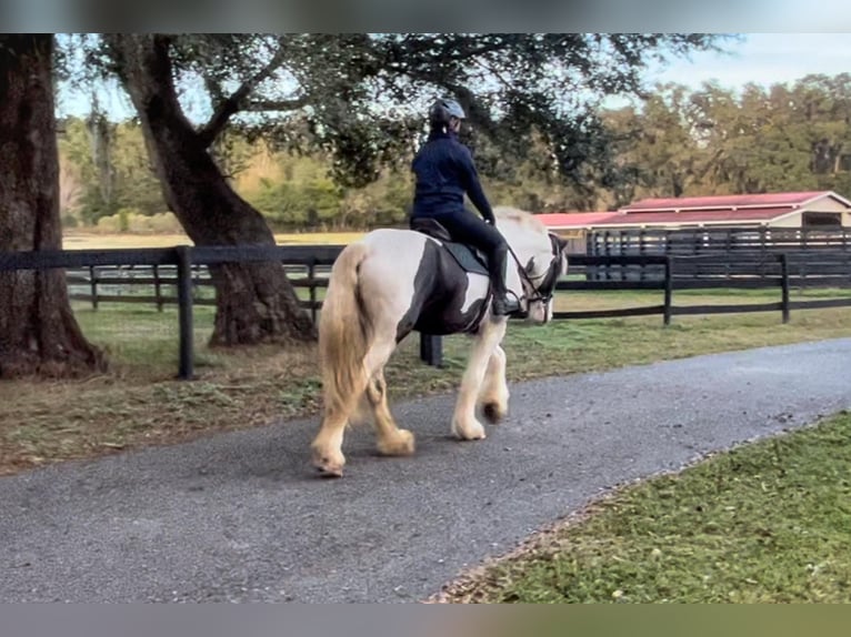 Cob Irlandese / Tinker / Gypsy Vanner Castrone 8 Anni 157 cm Tobiano-tutti i colori in Ocala, FL