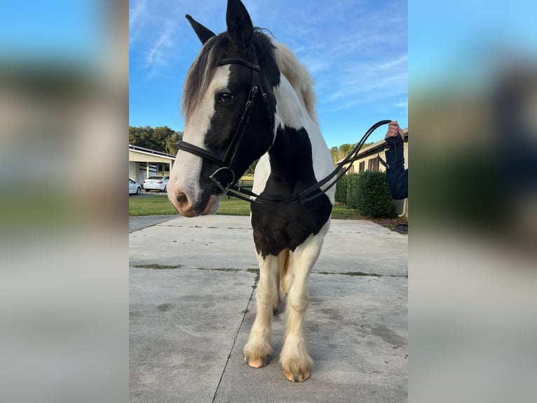 Cob Irlandese / Tinker / Gypsy Vanner Castrone 8 Anni 157 cm Tobiano-tutti i colori in Ocala, FL