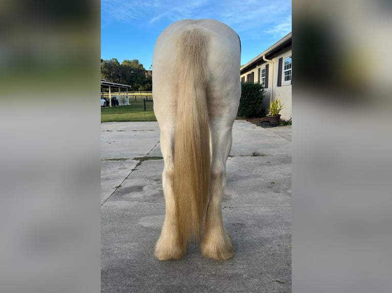 Cob Irlandese / Tinker / Gypsy Vanner Castrone 8 Anni 157 cm Tobiano-tutti i colori in Ocala, FL