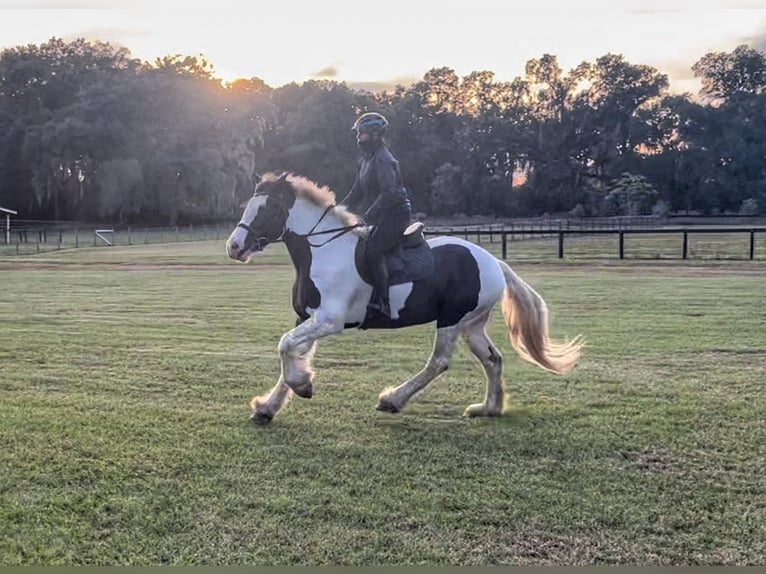 Cob Irlandese / Tinker / Gypsy Vanner Castrone 8 Anni 157 cm Tobiano-tutti i colori in Ocala, FL