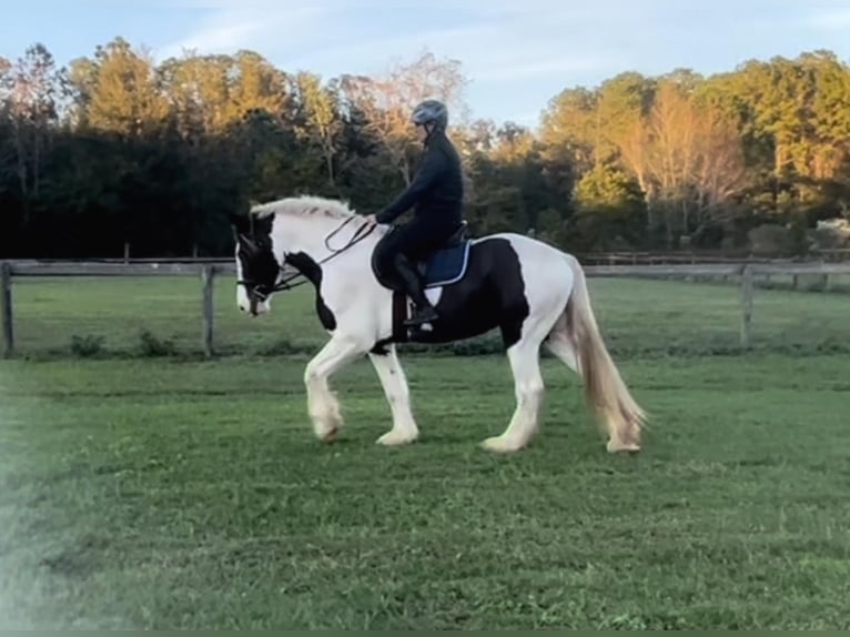 Cob Irlandese / Tinker / Gypsy Vanner Castrone 8 Anni 157 cm Tobiano-tutti i colori in Ocala, FL