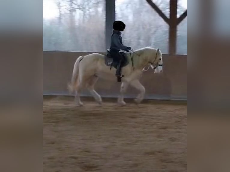 Cob Irlandese / Tinker / Gypsy Vanner Castrone 8 Anni 160 cm Cremello in Dreieich