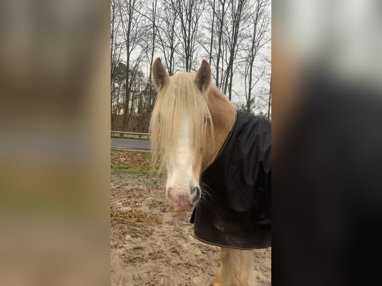 Cob Irlandese / Tinker / Gypsy Vanner Castrone 8 Anni 160 cm Cremello in Dreieich