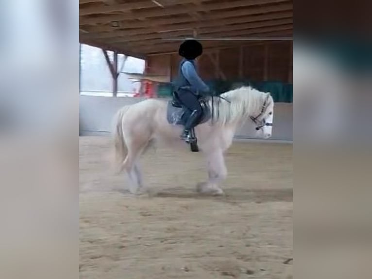 Cob Irlandese / Tinker / Gypsy Vanner Castrone 8 Anni 160 cm Cremello in Dreieich