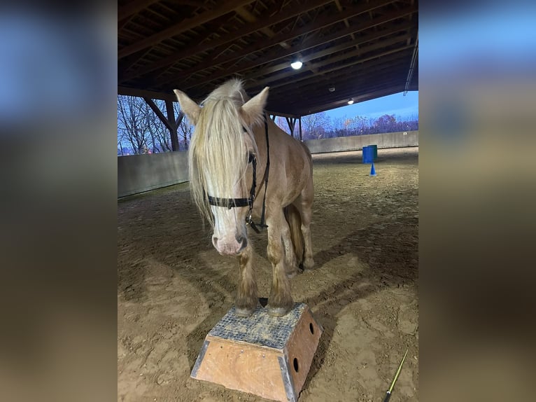 Cob Irlandese / Tinker / Gypsy Vanner Castrone 8 Anni 160 cm Cremello in Dreieich