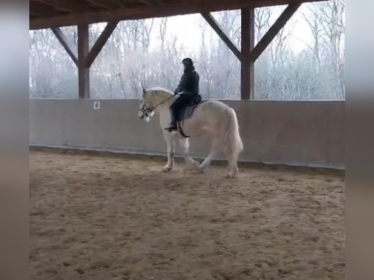 Cob Irlandese / Tinker / Gypsy Vanner Castrone 8 Anni 160 cm Cremello in Dreieich