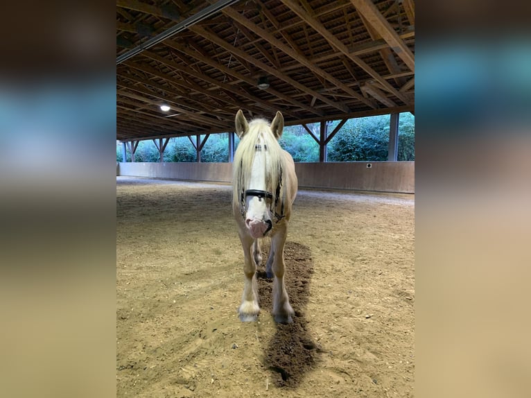 Cob Irlandese / Tinker / Gypsy Vanner Castrone 8 Anni 160 cm Cremello in Dreieich