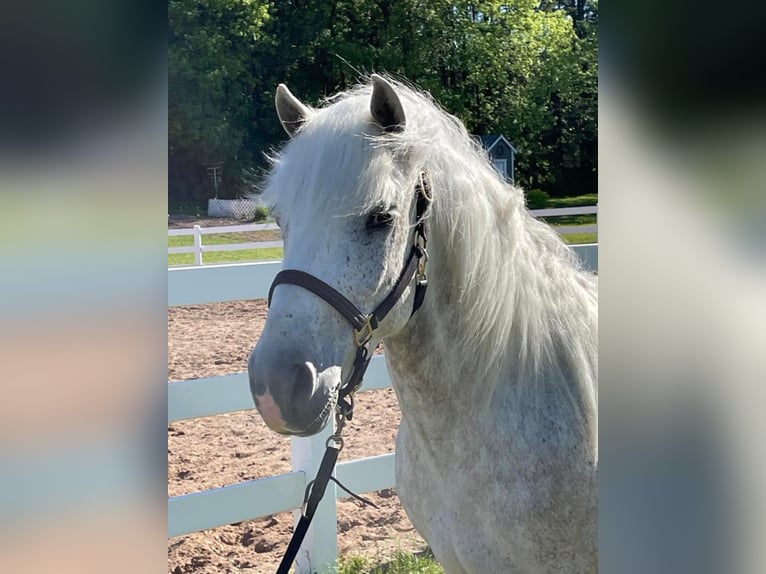 Cob Irlandese / Tinker / Gypsy Vanner Castrone 8 Anni Grigio pezzato in Stillwater MN