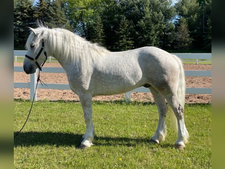 Cob Irlandese / Tinker / Gypsy Vanner Castrone 8 Anni Grigio pezzato in Stillwater MN