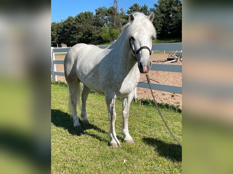 Cob Irlandese / Tinker / Gypsy Vanner Castrone 8 Anni Grigio pezzato in Stillwater MN