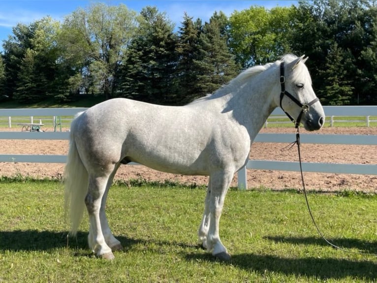 Cob Irlandese / Tinker / Gypsy Vanner Castrone 8 Anni Grigio pezzato in Stillwater MN