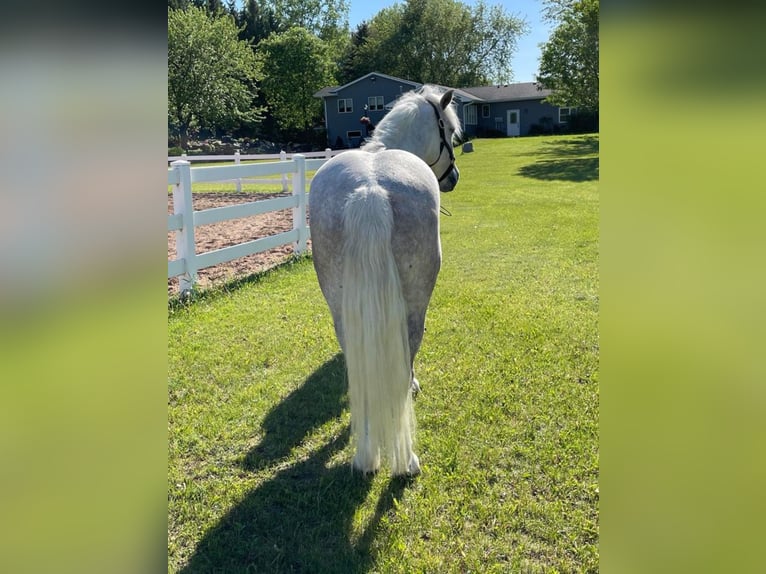 Cob Irlandese / Tinker / Gypsy Vanner Castrone 8 Anni Grigio pezzato in Stillwater MN